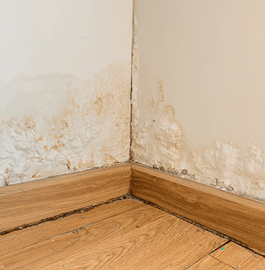 Independent damp and timber reports for UK buyers